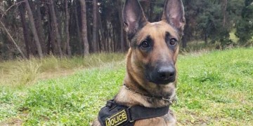 Η Minnie από το Κιλκίς «τσίμπησε» την κάνναβη στην Πιερία (βίντεο)