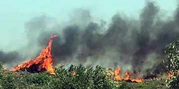 Πυρκαγιά στο Αγρίδι Ηλείας