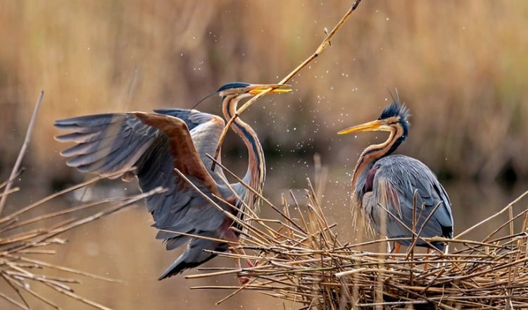WWF: Τα δύο τρίτα της άγριας πανίδας εξαφανίστηκαν σε λιγότερο από 50 χρόνια