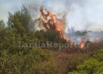 Πυρκαγιά στο Αγρίδι Ηλείας 2