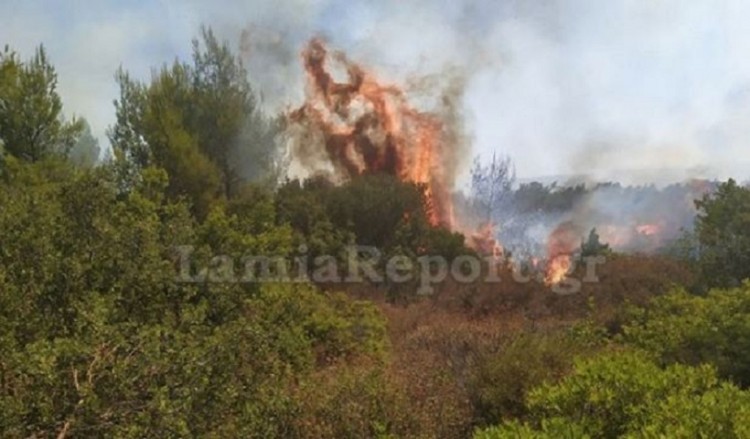 Πυρκαγιά στο Αγρίδι Ηλείας 2