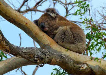 Αυστραλία: «Ο πόλεμος των κοάλα» απειλεί να ρίξει την κυβέρνηση της Νέας Νότιας Ουαλίας