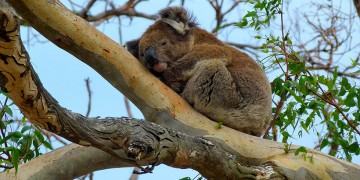 Αυστραλία: «Ο πόλεμος των κοάλα» απειλεί να ρίξει την κυβέρνηση της Νέας Νότιας Ουαλίας