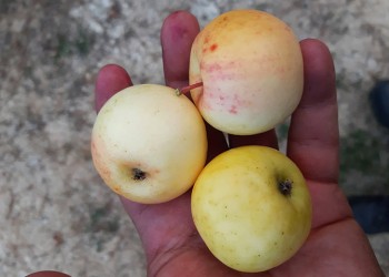 Αγρόμηλα, ένα χιλιοτραγουδισμένο φρούτο του δάσους