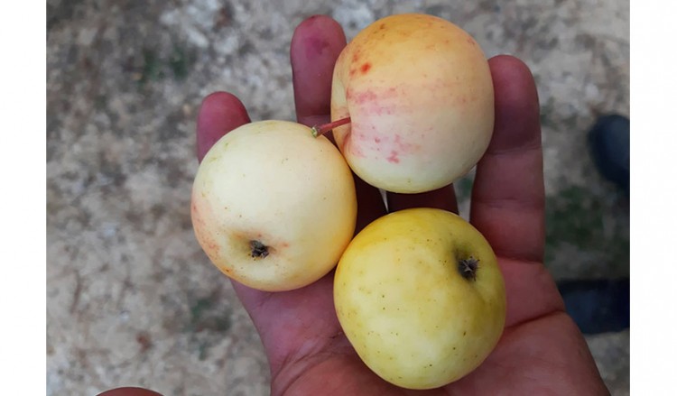 Αγρόμηλα, ένα χιλιοτραγουδισμένο φρούτο του δάσους