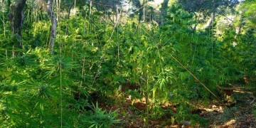 Καλλιεργούσαν κάνναβη σε Αττική, Αρκαδία, Κορινθία – Τουλάχιστον 1,5 εκατ. το κέρδος