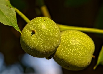 Η συγκομιδή καρυδιών στη Νικόπολη του Πόντου (βίντεο)