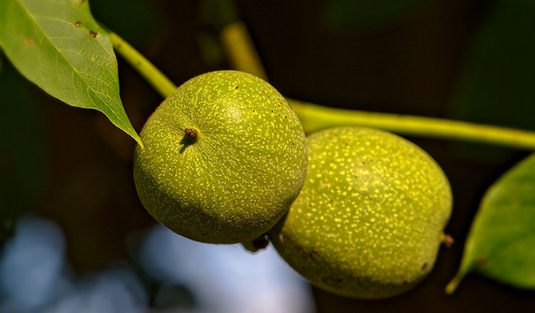 Η συγκομιδή καρυδιών στη Νικόπολη του Πόντου (βίντεο)