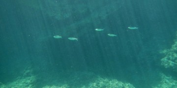 Μήπως τρώμε λαβράκι και γλώσσα με φαρμακευτικές ουσίες;