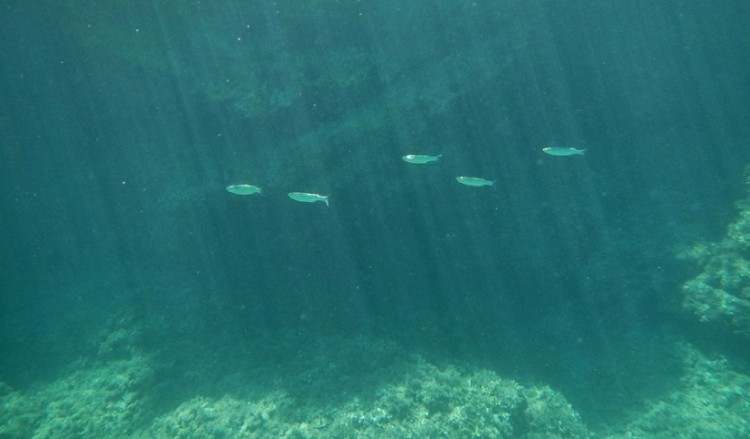 Μήπως τρώμε λαβράκι και γλώσσα με φαρμακευτικές ουσίες;