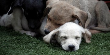 Δήμος Αθηναίων: Ιστοσελίδα για όσους νοιάζονται για τους σκύλους και τις γάτες της πόλης