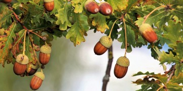 Κιλκίς: Πάνω από τέσσερα μέτρα η περίμετρος των αιωνόβιων βελανιδιών στην ορεινή Κούπα (φωτο)