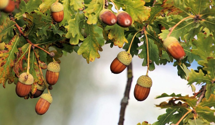 Κιλκίς: Πάνω από τέσσερα μέτρα η περίμετρος των αιωνόβιων βελανιδιών στην ορεινή Κούπα (φωτο)