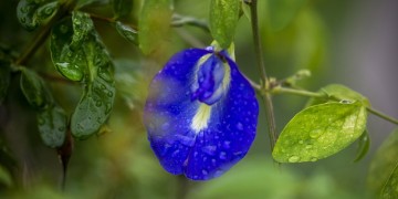 (Φωτ.: pixabay.com)