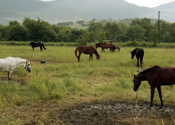 ΥπΑΑΤ: Θεσπίζεται διαβατήριο για τα ιπποειδή