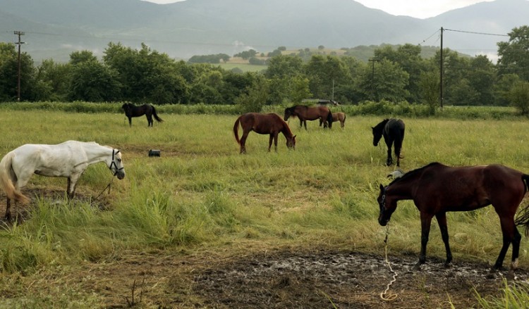 ΥπΑΑΤ: Θεσπίζεται διαβατήριο για τα ιπποειδή