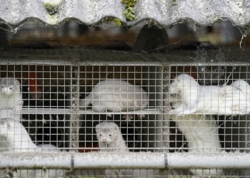Κοζάνη: Θετικά στον κορονοϊό τα βιζόν φάρμας