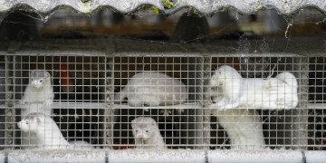 Κοζάνη: Θετικά στον κορονοϊό τα βιζόν φάρμας