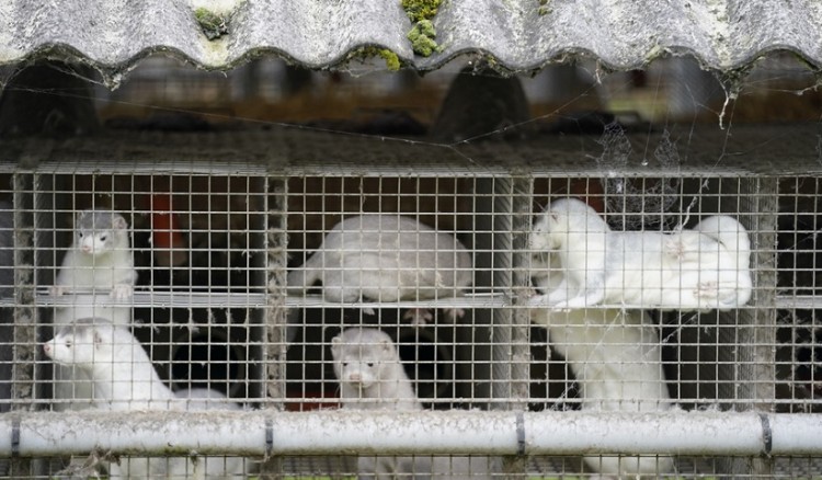 Κοζάνη: Θετικά στον κορονοϊό τα βιζόν φάρμας