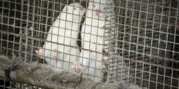 Κορονοϊός: Σε συναγερμό οι φάρμες βιζόν στη δυτική Μακεδονία