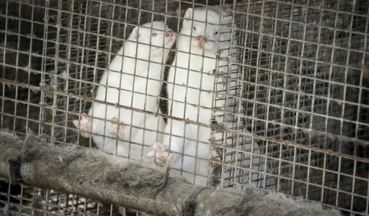 Κορονοϊός: Σε συναγερμό οι φάρμες βιζόν στη δυτική Μακεδονία