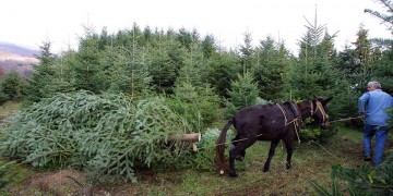 Ταξιάρχης Χαλκιδικής: Σε… καραντίνα και τα έλατα λόγω κορονοϊού