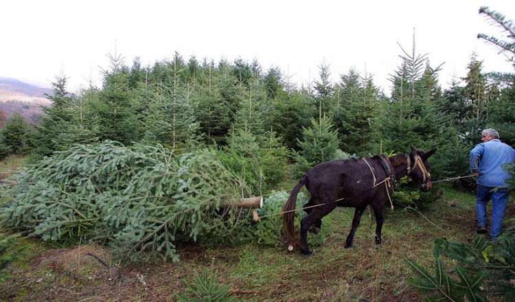 Ταξιάρχης Χαλκιδικής: Σε… καραντίνα και τα έλατα λόγω κορονοϊού