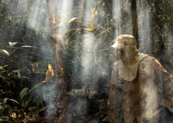 Βραζιλία: Η αποψίλωση του Αμαζονίου στο υψηλότερο επίπεδο εδώ και 12 χρόνια