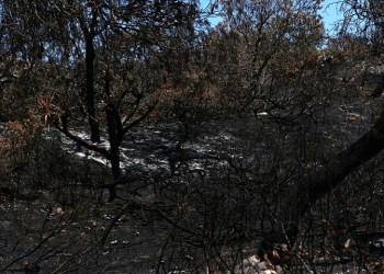 Αυστραλία: Πυρκαγιά κατακαίει τη Νήσο Φρέιζερ που ανήκει στην Παγκόσμια Κληρονομιά της UNESCO