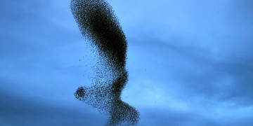 «Χορός» πουλιών στον ουρανό του Ναυπλίου (φωτο, βίντεο)