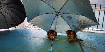 (Φωτ.: ΑΠΕ-ΜΠΕ / Ευάγγελος Μπουγιώτης)