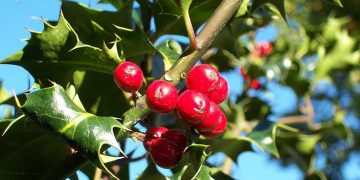 (Φωτ.: Jürgen Howaldt / commons.wikimedia.org)