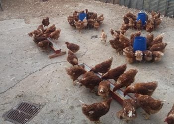 Οι κότες που αγαπούν το φασκόμηλο! (φωτ.: Βασίλης Χατζηβάσιος)