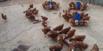 Οι κότες που αγαπούν το φασκόμηλο! (φωτ.: Βασίλης Χατζηβάσιος)