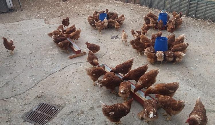 Οι κότες που αγαπούν το φασκόμηλο! (φωτ.: Βασίλης Χατζηβάσιος)