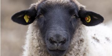 (Φωτ. αρχείου: EPA / Ronald Wittek)