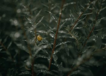(Φωτ.: pixabay.com / thepoorphotographer)
