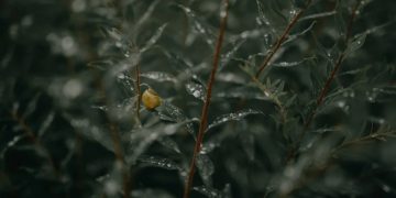 (Φωτ.: pixabay.com / thepoorphotographer)