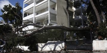 Ένας άνδρας στέκεται στο μπαλκόνι του κοιτάζοντας το πεσμένο δέντρο που άφησε πίσω της η «Μήδεια» στην Κηφισιά (φωτ.: ΑΠΕ-ΜΠΕ / Γιάννης Κολεσίδης)