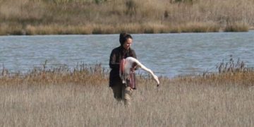 (Φωτ.: ΑΠΕ-ΜΠΕ/  Σταύρος Καλπάκης / Σωματείο «Δράση για την άγρια ζωή»)