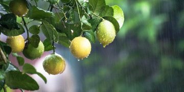 (Φωτ.: pixabay.com / balouriarajesh)