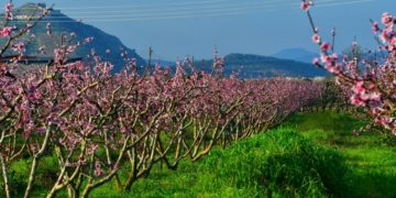 Ανθισμένες βερυκοκιές (φωτ.: ΑΠΕ-ΜΠΕ /Ευάγγελος Μπουγιώτης)