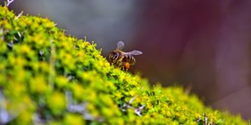 (Φωτ.: ΑΠΕ-ΜΠΕ/ Ευάγγελος Μπουγιώτης)