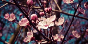 (Φωτ.: pixabay.com / Michael Gaida)