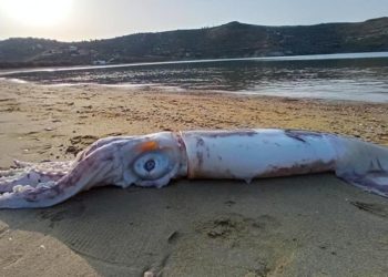 (Φωτ.: Cyclades24.gr/ Evelina Kbela)