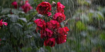 (Φωτ.: pixabay.com / chulmin1700)