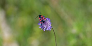 (Φωτ.: ΑΠΕ-ΜΠΕ / Ευάγγελος Μπουγιώτης)