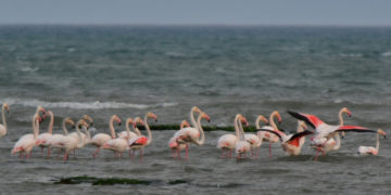 (Φωτ.: ΑΠΕ-ΜΠΕ / Ευάγγελος Μπουγιώτης)