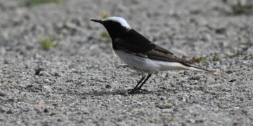 (Φωτ.: lesvosbirds.gr)