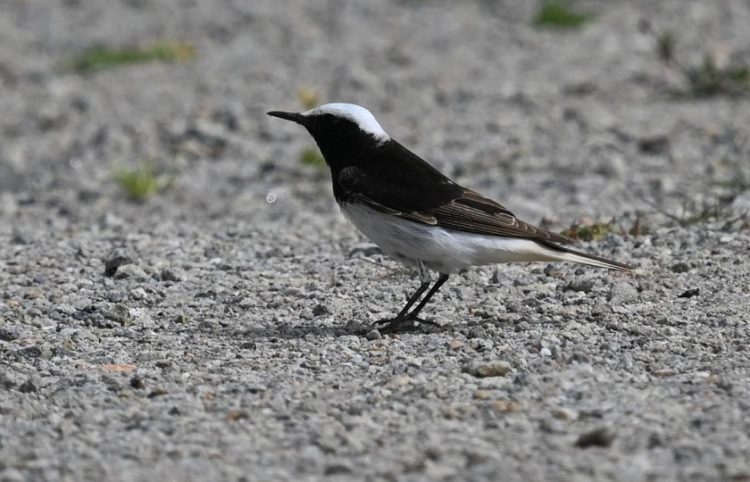 (Φωτ.: lesvosbirds.gr)